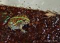 Pyxicephalus adspersus 04